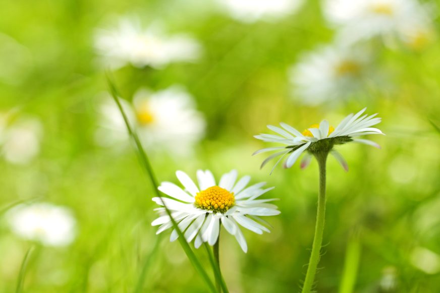 Beautiful, soft daisies